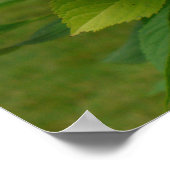 ブルーアジサイ ポスター (角)