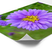 ブルーアスター ポスター (角)