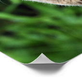 ブルーアビシニアン猫 – ポスター (角)