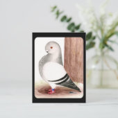 ブルーアフリカフクロウハト ポストカード (スタンド正面)