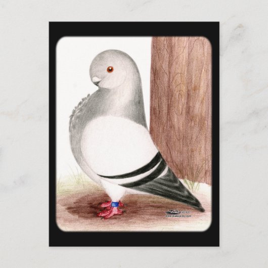 ブルーアフリカフクロウハト ポストカード (正面)