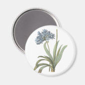 ブルーアフリカンリリー（アガパンツス）バイレドゥーテ マグネット (正面/裏面)