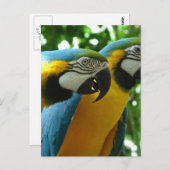 ブルーアンド金ゴールドマコーポストカード ポストカード (正面/裏面)