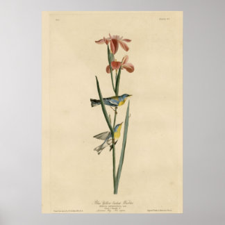 ブルーイエローバックウォーブラー ポスター