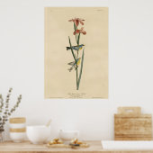 ブルーイエローバックウォーブラー ポスター (キッチン)