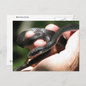 ブルーイッシュブラックレーサー ポストカード (正面/裏面)