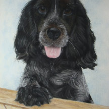 ブルーイングリッシュコックスペイン非常にかわいい犬