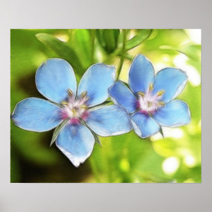 ブルーインペネル(Anagallis monelli)花 ポスター
