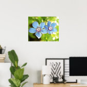 ブルーインペネル(Anagallis monelli)花 ポスター (ホームオフィス)