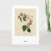 ブルーウィングイエローウォーブラー – Audubon Birds America カード (裏面)