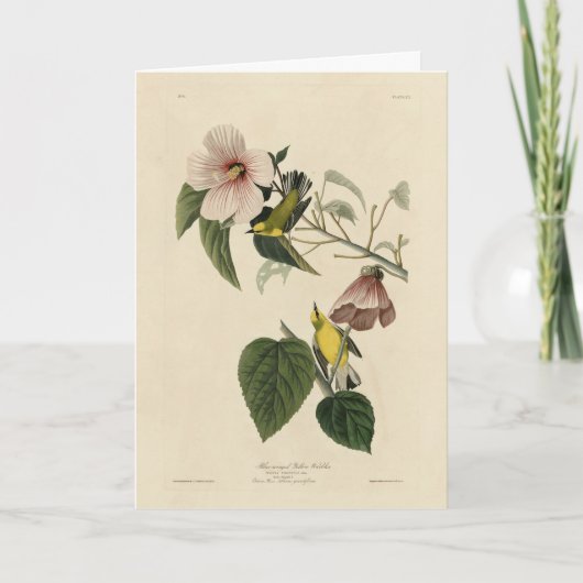 ブルーウィングイエローウォーブラー – Audubon Birds America カード (正面)