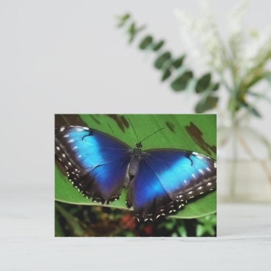 ブルーウィングバタフライポストカード ポストカード (スタンド正面)