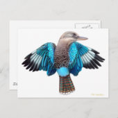 ブルーウィングKookaburraはがき ポストカード (正面/裏面)