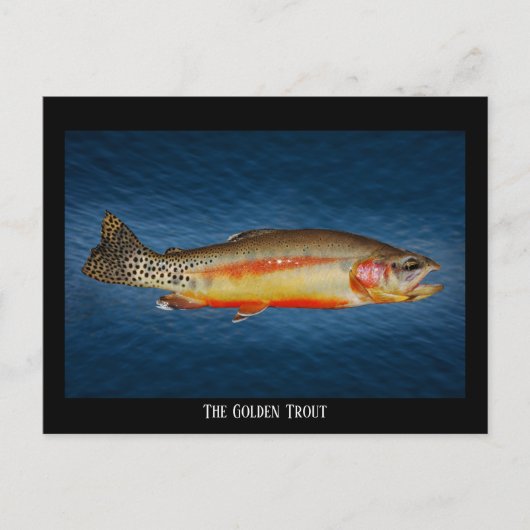 ブルーウォーターにゴールデン・マス、ポストカード ポストカード (正面)