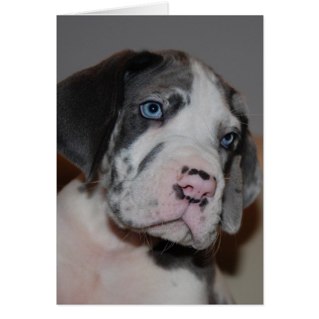 ブルーエオーゲンドゲンウェルペ (正面)