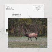 ブルーエルクの朝の散歩 ポストカード ポストカード (正面/裏面)