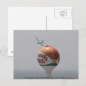 ブルーエンゼルス週末写真クーティー… ポストカード (正面/裏面)