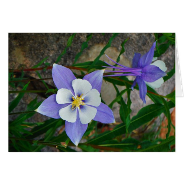 ブルーオダマキ（植物） (正面横)