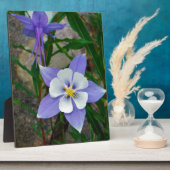 ブルーオダマキ（植物） フォトプラーク (側面)