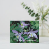 ブルーオダマキ（植物）ロッキーマウンテン国立公園 ポストカード (スタンド正面)