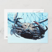 ブルーカニを捕まえる ポストカード (正面/裏面)