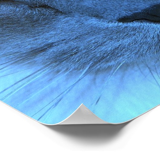 ブルーキャット ポスター (角)