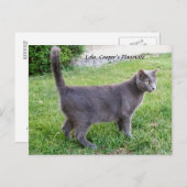 ブルーキャッロシアのトオングラスポストカードローラ子猫 ポストカード (正面/裏面)