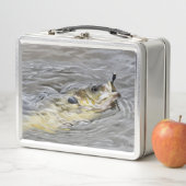 ブルーギルが餌を取る メタルランチボックス (インサイチュ)