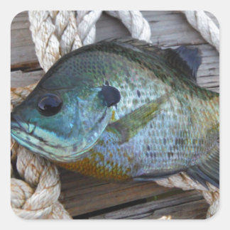 ブルーギルの魚を波止場とロープに スクエアシール