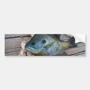 ブルーギルの魚を波止場とロープに バンパーステッカー