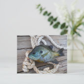 ブルーギルの魚を波止場とロープに ポストカード (スタンド正面)