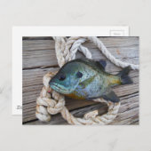 ブルーギルの魚を波止場とロープに ポストカード (正面/裏面)