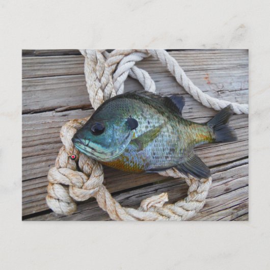 ブルーギルの魚を波止場とロープに ポストカード (正面)