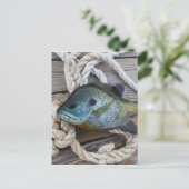 ブルーギルの魚を波止場とロープに ポストカード (スタンド正面)