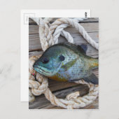 ブルーギルの魚を波止場とロープに ポストカード (正面/裏面)