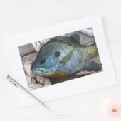 ブルーギルの魚を波止場とロープに 長方形シール (封筒)