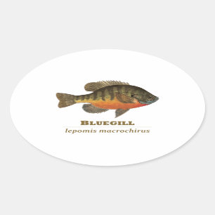 ブルーギルのBreamの魚釣り 楕円形シール