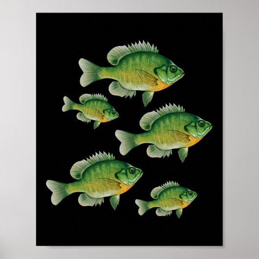 ブルーギル釣り淡水魚フィッシングおもしろTシャツ ポスター (正面)