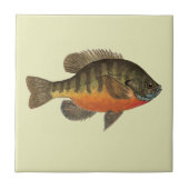 ブルーギル·マダイ タイル (正面)