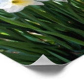 ブルークオイル塗装による白い水仙 ポスター (角)