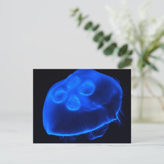 ブルークラゲ ポストカード (スタンド正面)