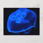 ブルークラゲ ポストカード (正面)