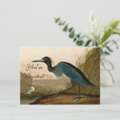 ブルークレーンヘロンアウドボン絵画ズ 招待状 (スタンド正面)