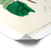 ブルーグリーンウォーブラーバイオードボンポスター ポスター (角)