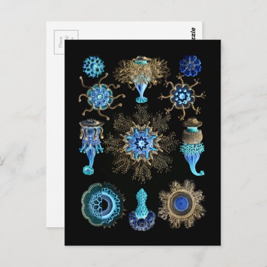 ブルーグリーンシフォノフォラ ポストカード (正面/裏面)