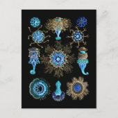 ブルーグリーンシフォノフォラ ポストカード (正面)