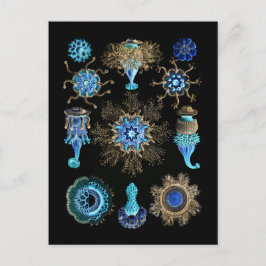 ブルーグリーンシフォノフォラ ポストカード