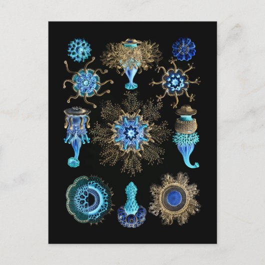 ブルーグリーンシフォノフォラ ポストカード (正面)