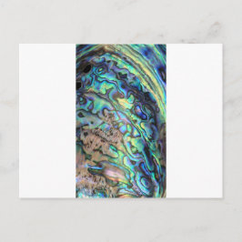 ブルーグリーンパウアアワラシェル詳細 ポストカード