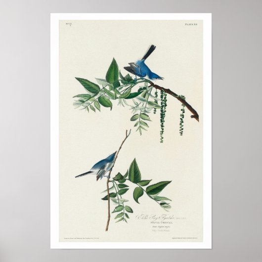 ブルーグレイ捕手オードボンポスター ポスター (正面)